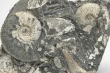 Jurassic Ammonite (Kosmoceras) Cluster - England #207746-1
